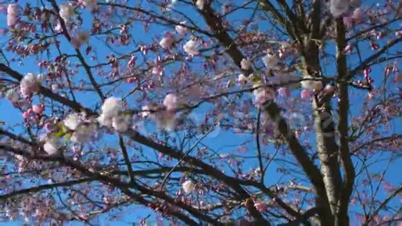 夏季关闭公园中樱花树枝的背景视频的预览图