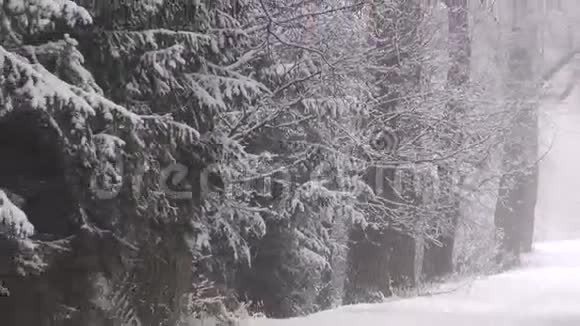 冬天的雪道有小巷古树和雾视频的预览图