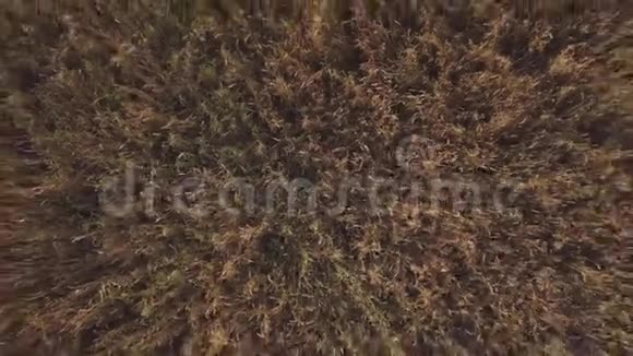 收割前黄金麦田的空中镜头视频的预览图