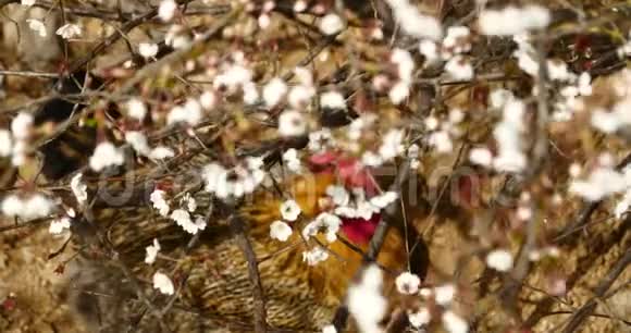 樱花树下的4K母鸡视频的预览图