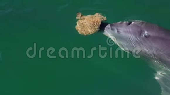 雄伟的宽吻海豚视频的预览图