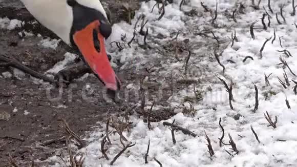 一只天鹅在雪地里吃草视频的预览图