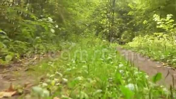 镜头沿着春天森林的道路移动就像看到动物一样视频的预览图