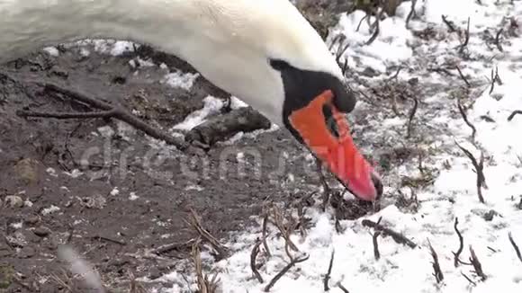 一只天鹅在雪地里吃草视频的预览图
