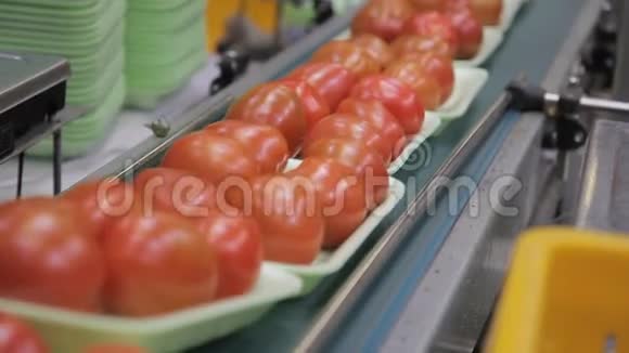 塑料托盘与红色西红柿沿着自动线移动在超市视频的预览图