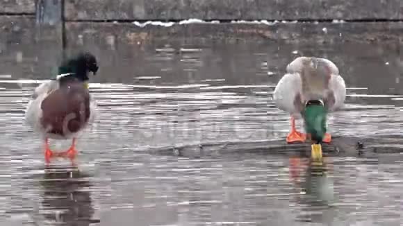 德国慕尼黑的两只鸭子在暴风雪中视频的预览图