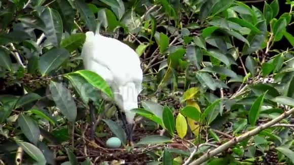4K白鸟白鹭加泽塔筑巢用蓝蛋照顾巢视频的预览图