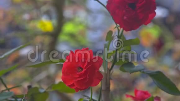 在花园中盛开的红玫瑰与闪烁的剪影视频的预览图