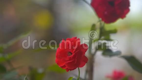 花园中的大风刮红玫瑰花瓣对剪影视频的预览图
