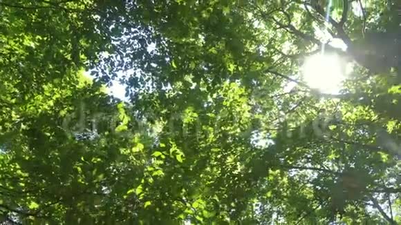 阳光下的全景阳光明媚的日子里清新的绿叶视频的预览图
