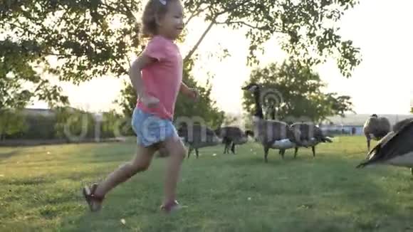日落时分小女孩和大雁在草地上玩耍视频的预览图