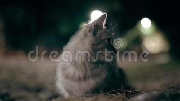 猫在夜里猎捕老鼠视频的预览图