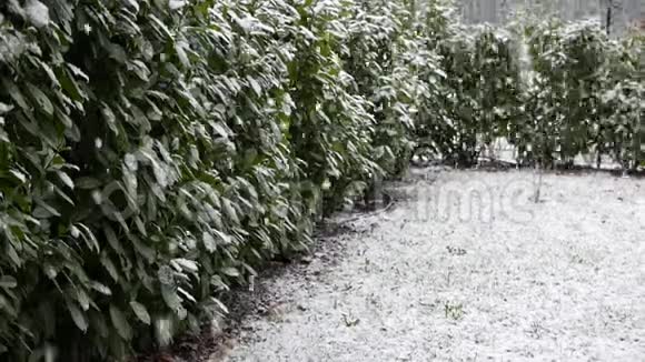 降雪在家庭园冬季寒冷的温度风景的设置视频的预览图