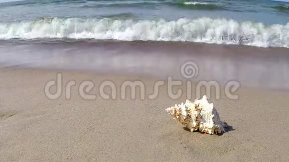巨大的青蛙壳在海滩上视频的预览图