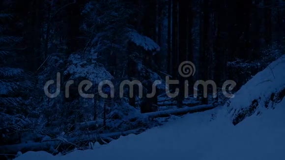夜间森林中的雪道视频的预览图