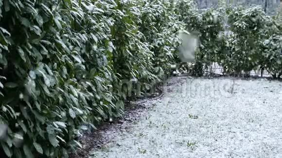 降雪在家庭园冬季寒冷的温度风景的设置视频的预览图