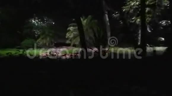 一只野狼在夜里穿过树林视频的预览图