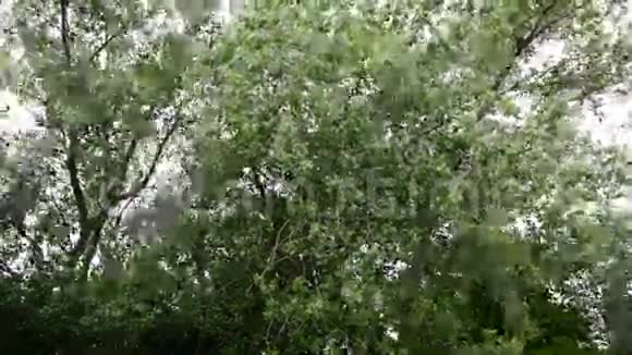 暴风雨中的树顶视频的预览图