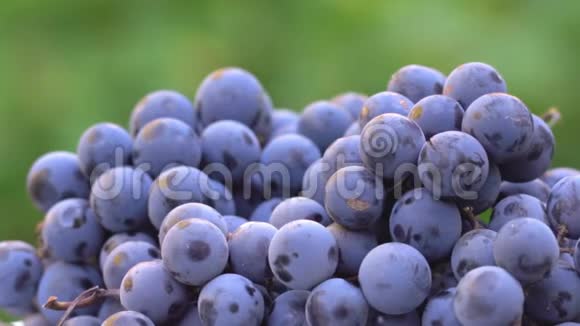 葡萄用于生产葡萄酒的黑葡萄120英尺宏观射击视频的预览图