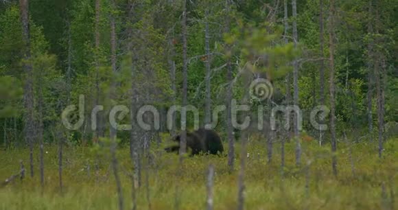 在茂密的森林中自由行走的棕色大熊视频的预览图