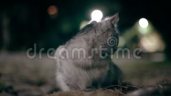 猫在夜里猎捕老鼠视频的预览图