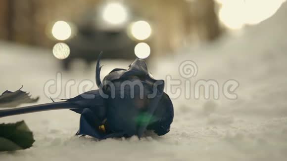 花躺在雪地上背景是女孩跑进车里视频的预览图