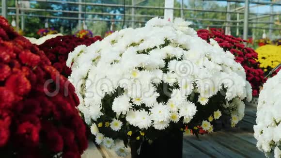 不同颜色的菊花放在苗圃的盆里出售鲜花的柜台视频的预览图