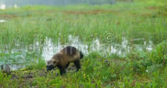 森林中自由行走的野生狼獾的特写镜头视频的预览图