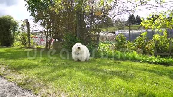 小白狗的慢动作视频的预览图