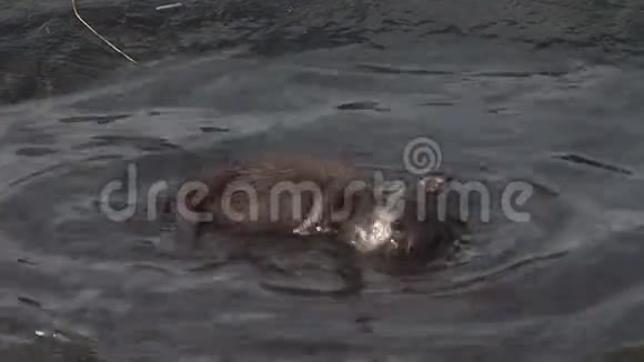小水獭在水里玩耍视频的预览图