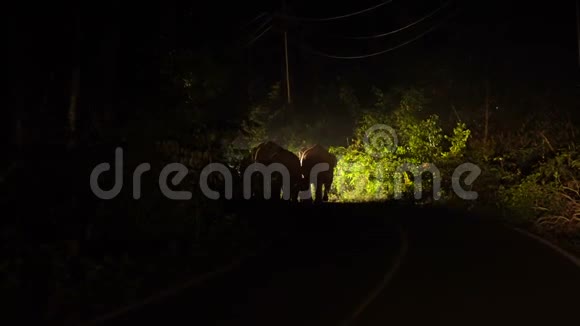 在泰国高索国家公园的夜晚五只野生大象的家人在汽车灯上封锁了道路视频的预览图