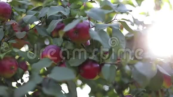 红苹果在树枝上绿叶在阳光下闪闪发光镜头耀斑视频的预览图