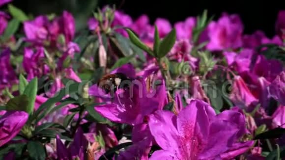 大黄蜂缓慢运动授粉美丽的花朵大黄蜂花视频的预览图