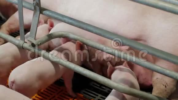 工业养猪场上的小猪视频的预览图