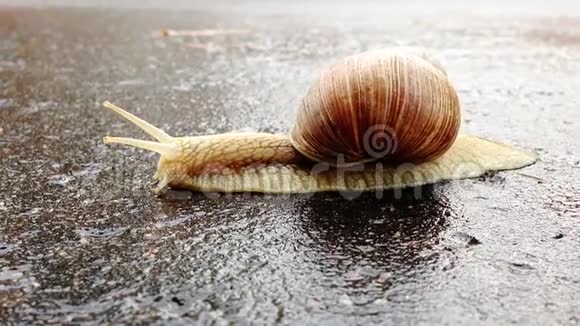 雨后蜗牛在潮湿的沥青上穿过街道视频的预览图