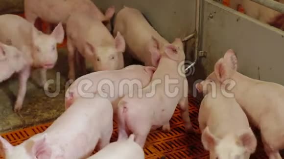 工业养猪场上的小猪视频的预览图