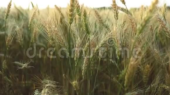 麦麦田麦穗收拢收获和收获的概念金黄的麦田摇曳着视频的预览图