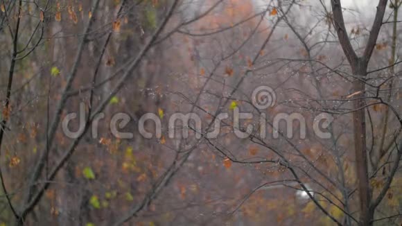 落叶的树木和降雪深秋的景象视频的预览图