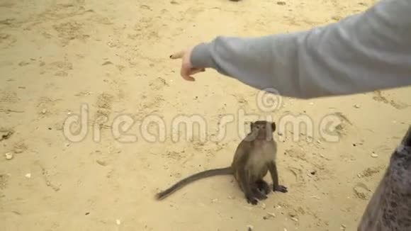 猴子从游客手里拿香蕉一群猴子猴子视频的预览图