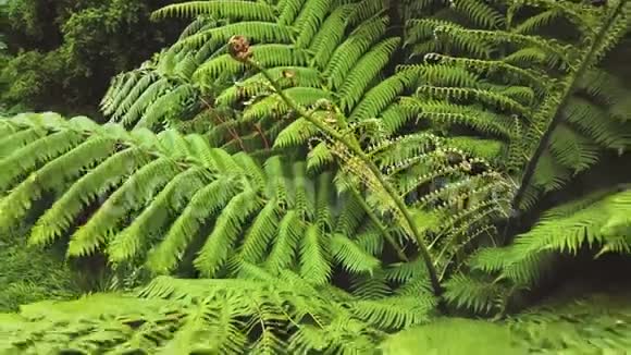新西兰蕨类植物航空视频的预览图