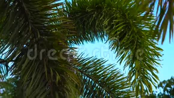 史泰迪康在热带公园拍的棕榈树视频的预览图