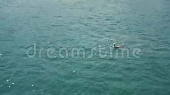 坐在水里的海鸥视频的预览图