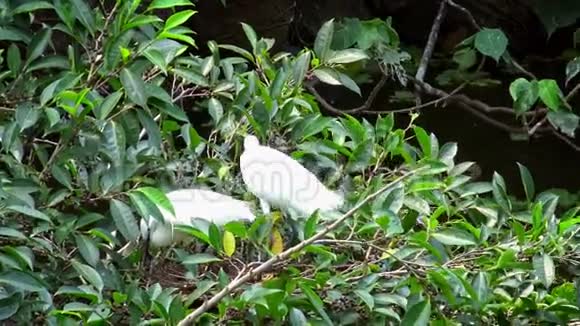 4K小白鹭在台北的湖上照顾有蓝蛋的巢视频的预览图