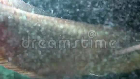 大鱼漂浮在水族馆里空气中的气泡视频的预览图