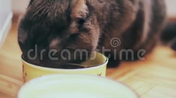 英国品种的猫在厨房里吃碗里的干粮视频的预览图
