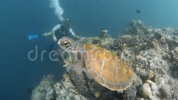 海龟朝镜头移动视频的预览图