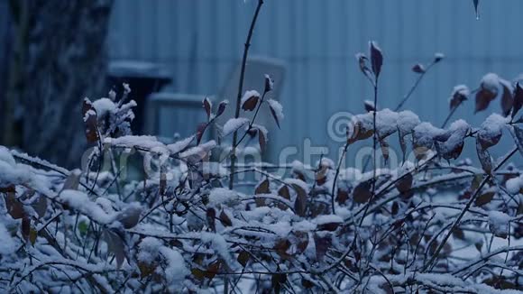 初冬在雪地特写镜头下忙碌傍晚降雪视频的预览图
