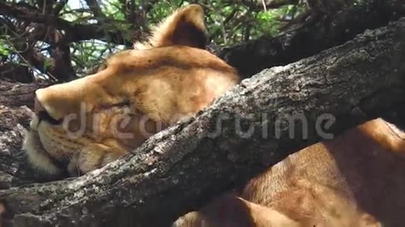 女狮子睡觉视频的预览图