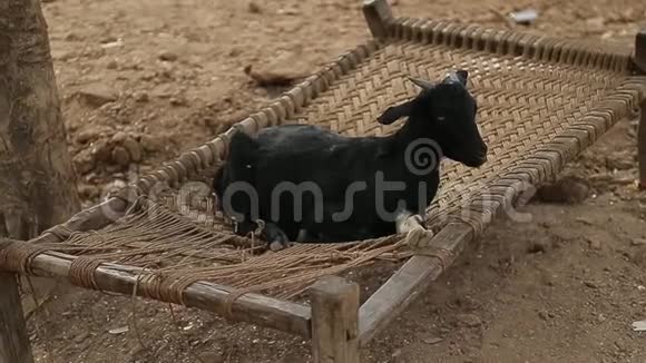 山羊躺在一个印度村庄的柳条床上有趣的动物视频的预览图