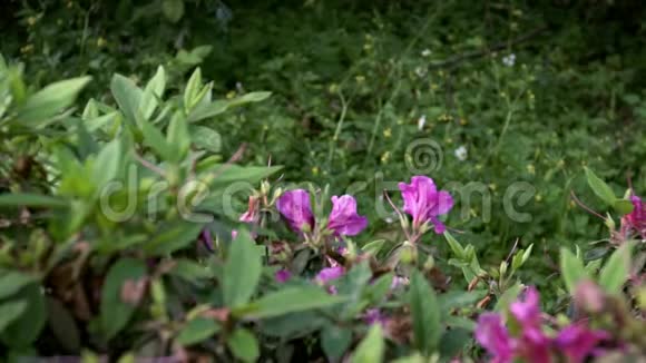 大黄蜂缓慢运动授粉美丽的花朵大黄蜂花视频的预览图